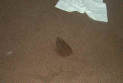 P0002478.jpg (16104 bytes)